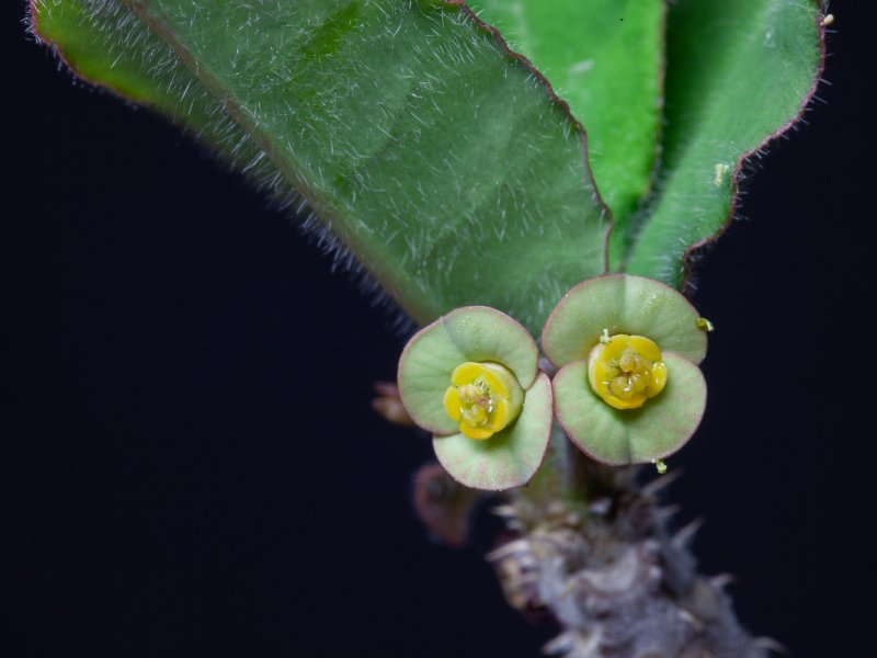 Euphorbia razafindratsirae 