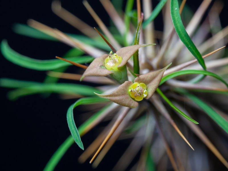 Euphorbia rossii 