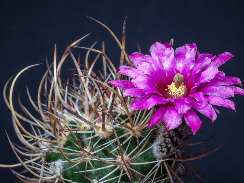 Echinocereus lindsayi 