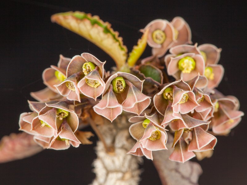 Euphorbia ambovombensis 