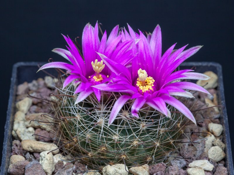 mammillaria wrightii