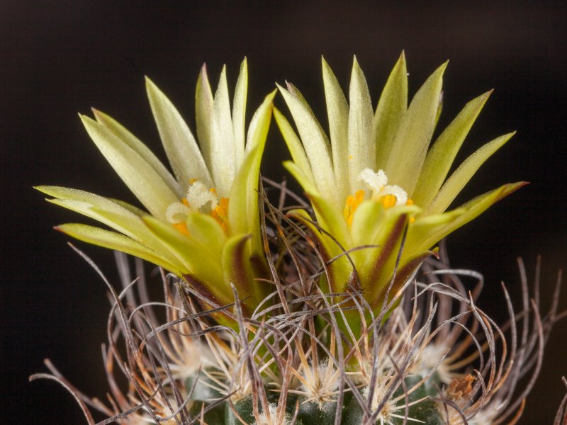 turbinicarpus krainzianus f. minimus