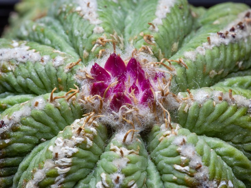 Aztekium ritteri 