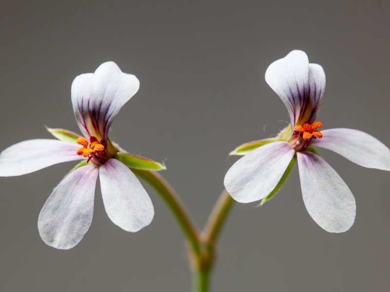 Pelargonium quinquelobatum 