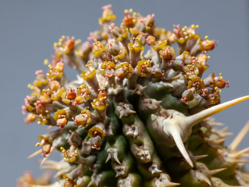Euphorbia philipsioides 