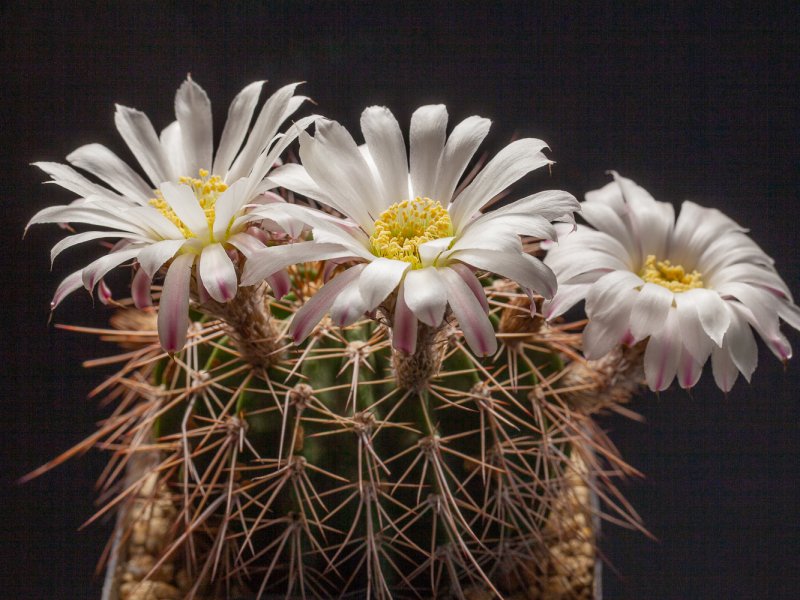 Acanthocalycium klimpelianum 