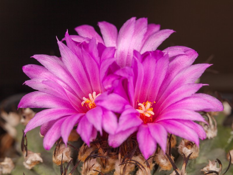 Turbinicarpus alonsoi 