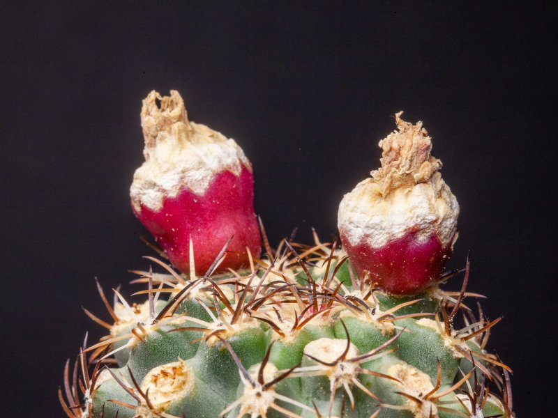 sclerocactus glaucus ssp. wetlandicus