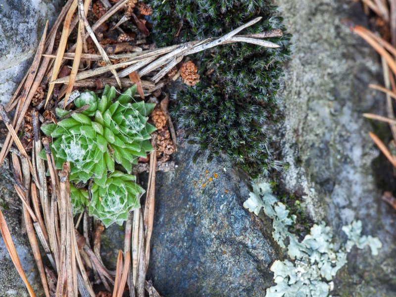 Sempervivum arachnoideum 