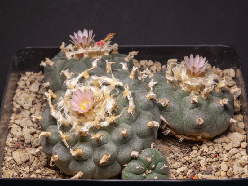 Lophophora williamsii 