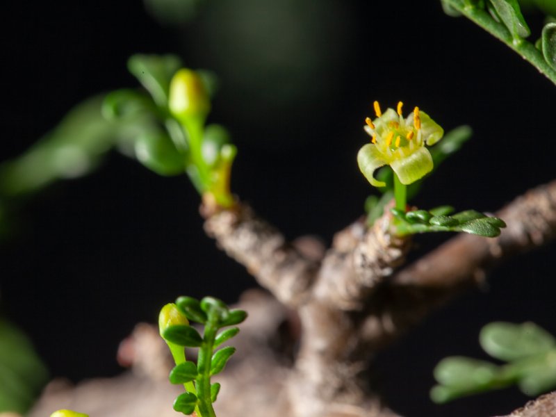 Bursera microphylla 