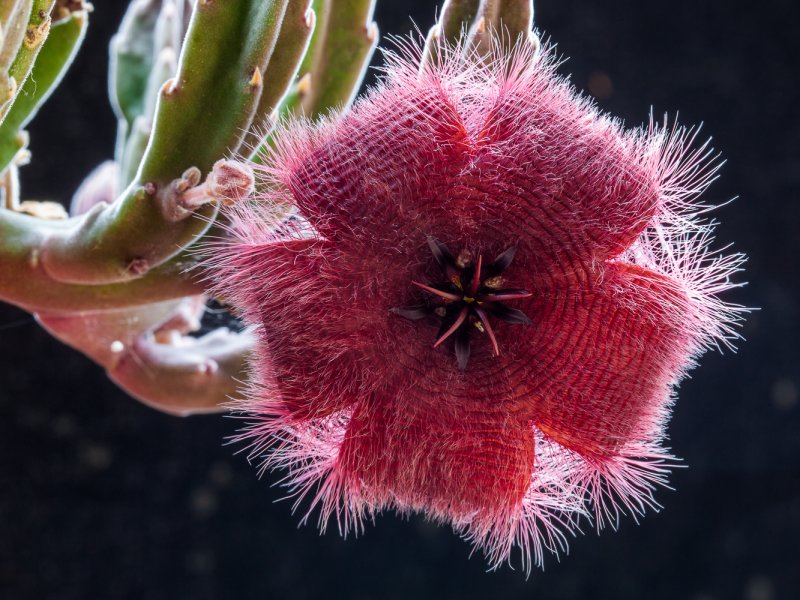 stapelia hirsuta