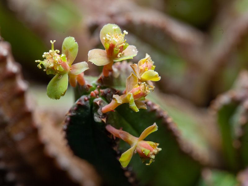 Euphorbia tubiglans 