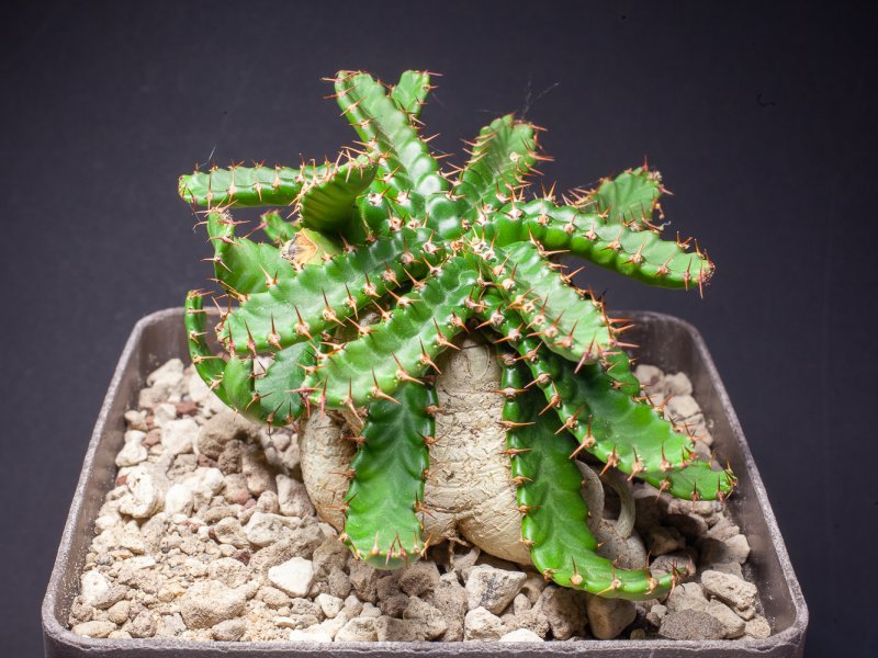 euphorbia stellata