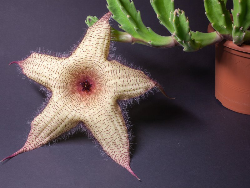 Stapelia gigantea 