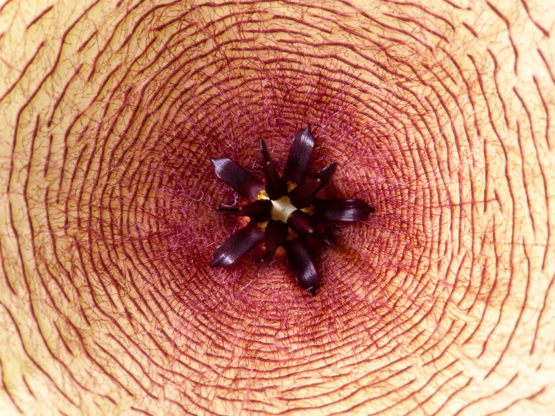 Stapelia gigantea 