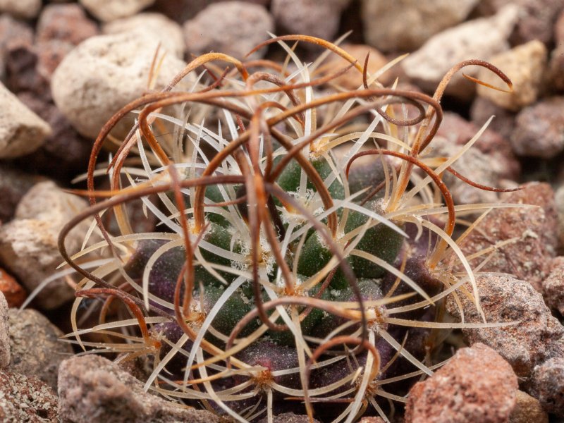 Turbinicarpus graminispinus 