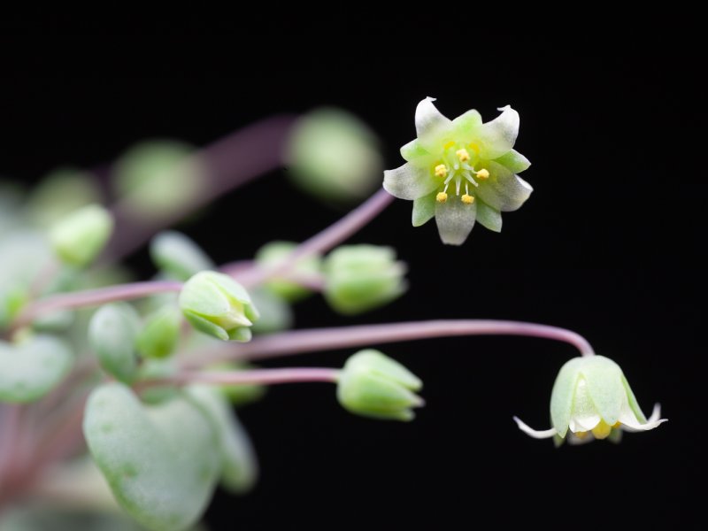 Crassula nemorosa 