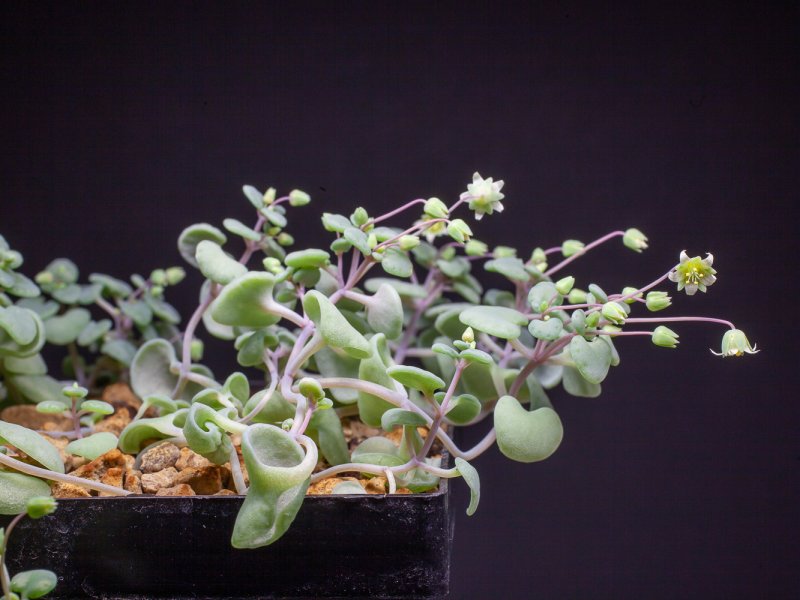 Crassula nemorosa 