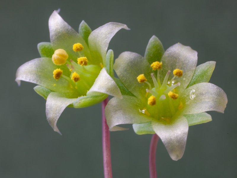 Crassula nemorosa 