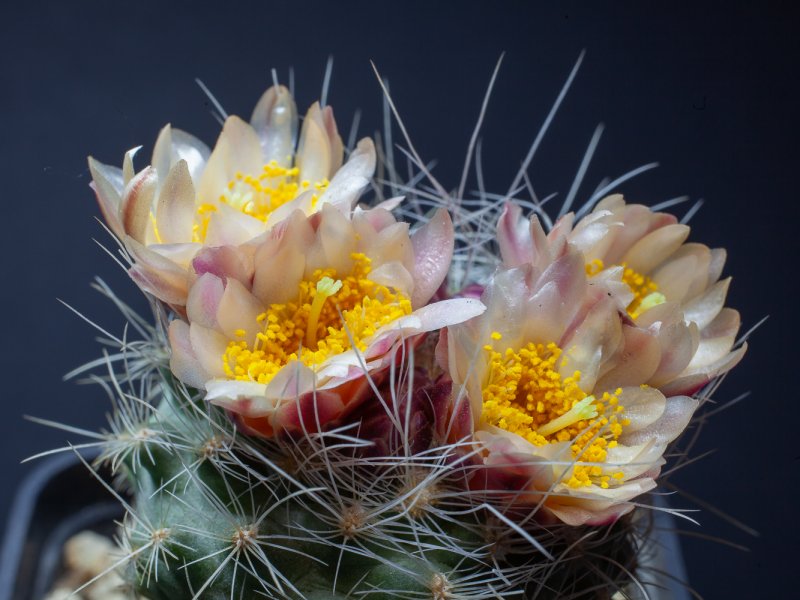 Pediocactus paradinei 