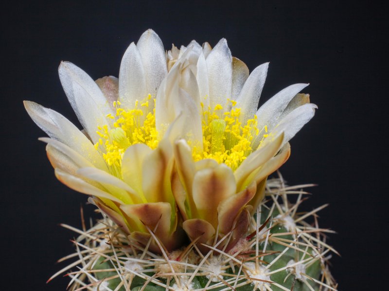 sclerocactus mesae-verde