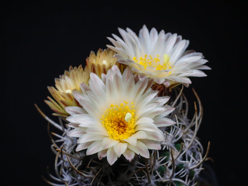 Sclerocactus peeblesianus v. maya 