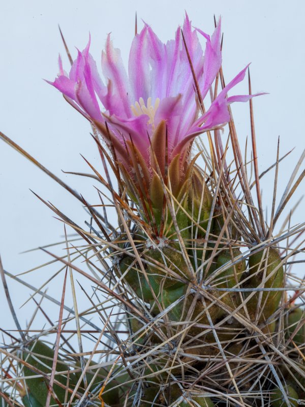 Coryphantha macromeris 