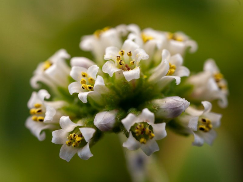 Crassula rogersii 