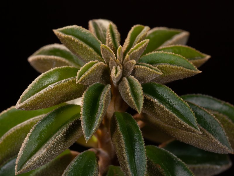 Peperomia asperula 