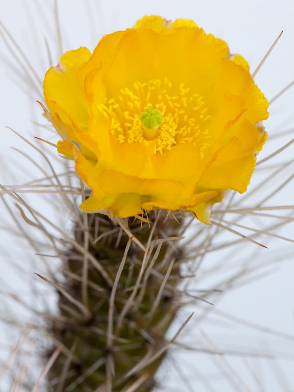 Tephrocactus weberi 