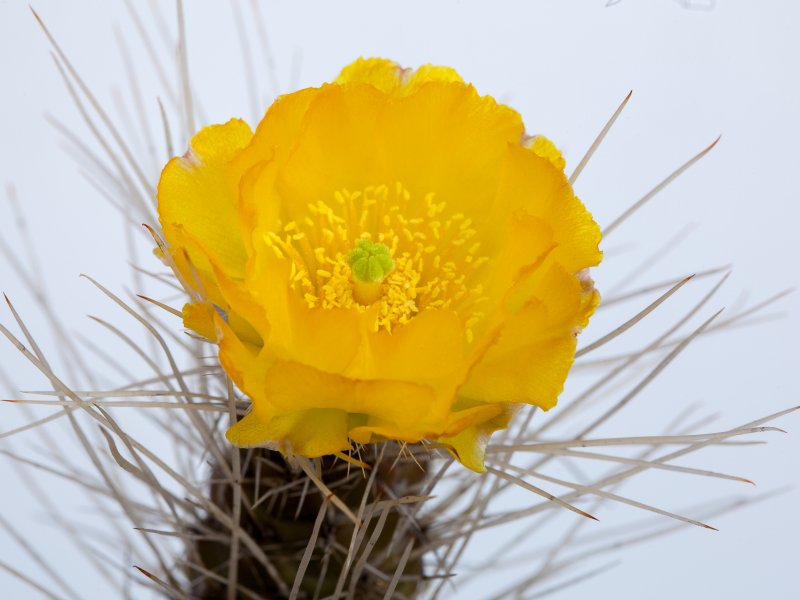 Tephrocactus weberi 