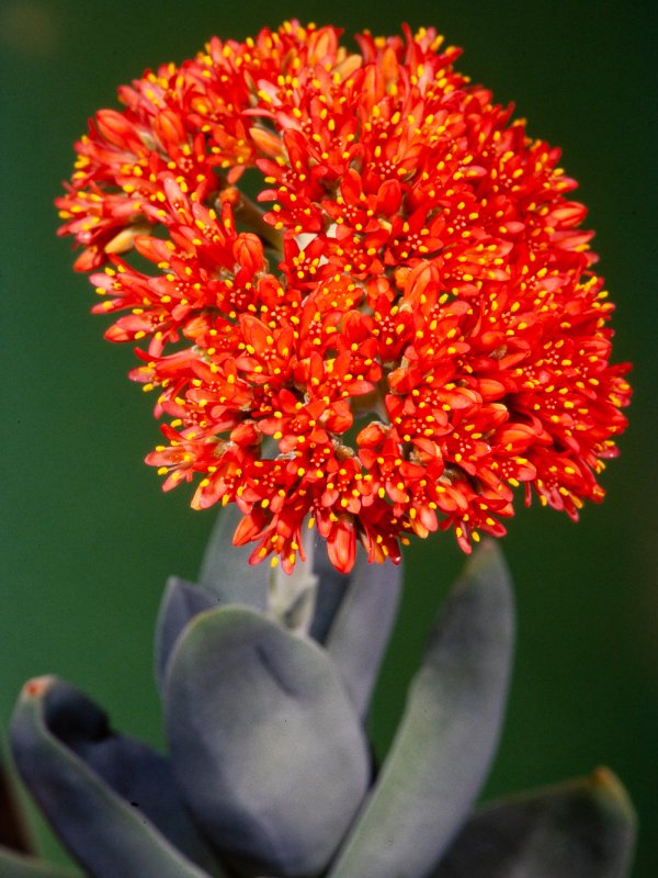 Crassula perfoliata v. falcata 