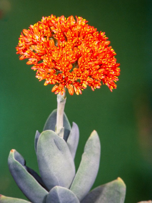 Crassula perfoliata v. falcata 