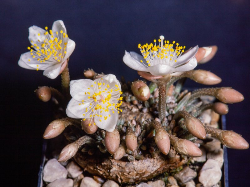 Avonia quinaria ssp. alstonii 