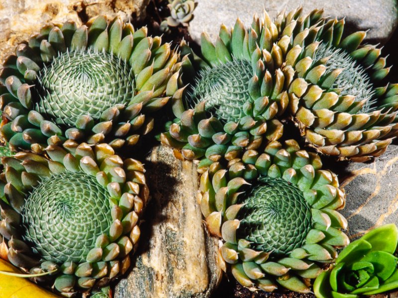 Orostachys spinosa 