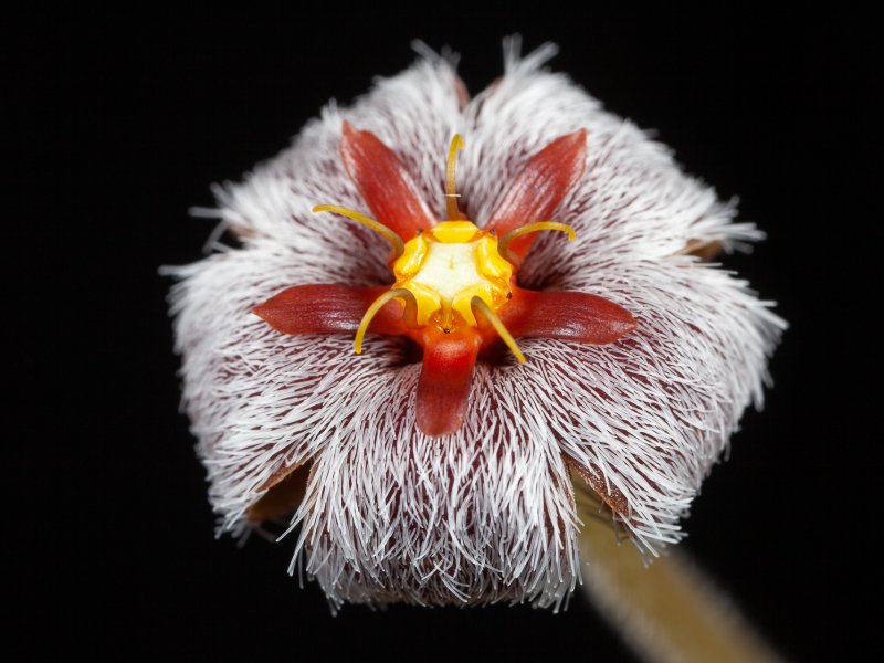 Stapelia erectiflora 