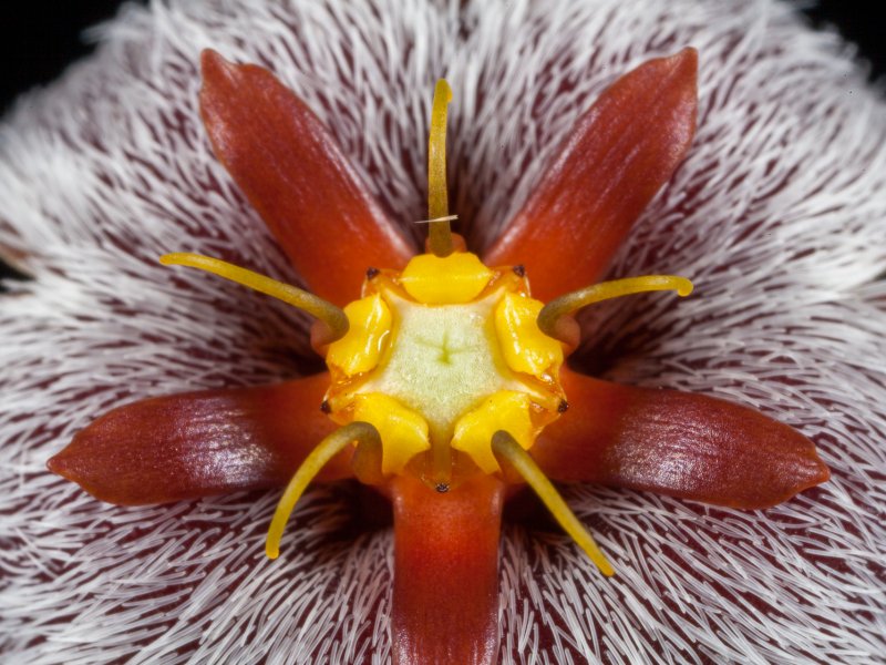 Stapelia erectiflora 