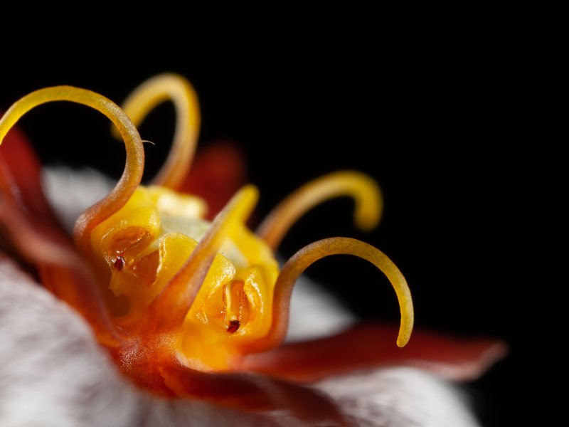 Stapelia erectiflora 