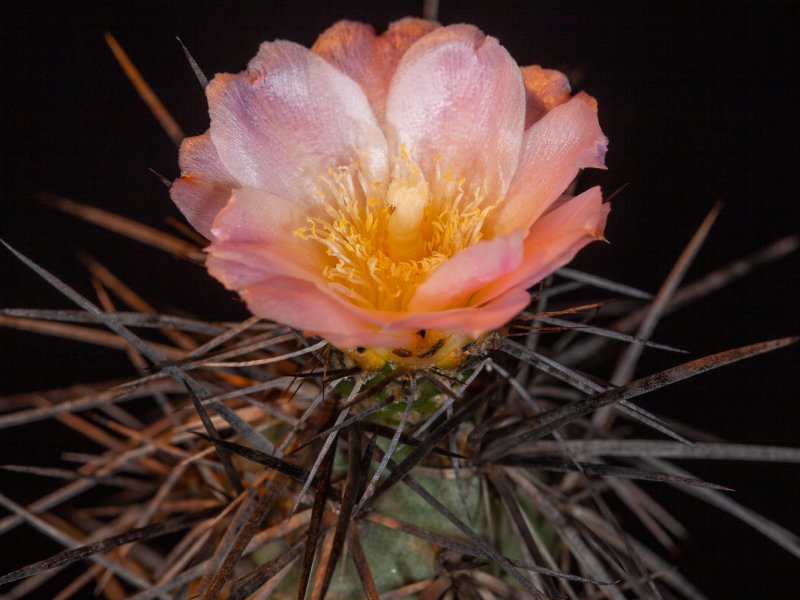 Tephrocactus alexanderi 