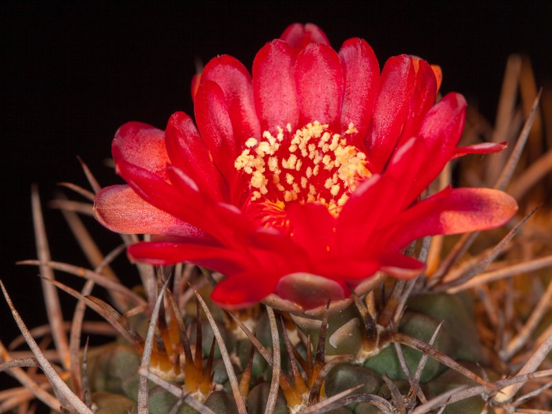 Gymnocalycium oenanthemum 