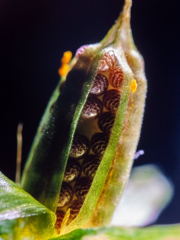 oxalis carnosa