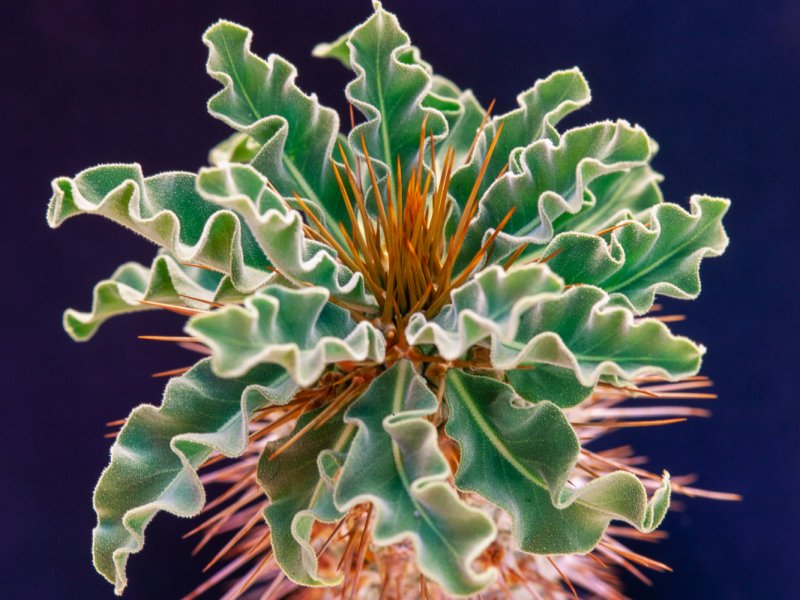 Pachypodium namaquanum 