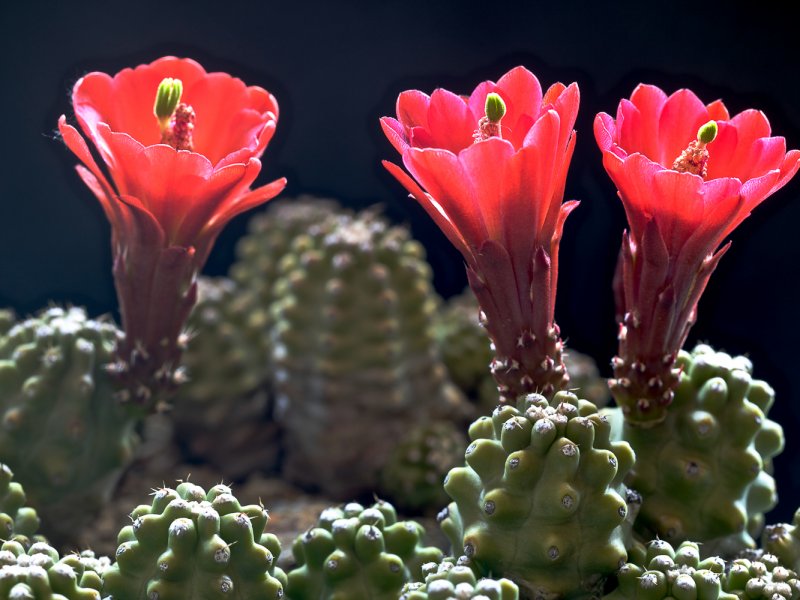 echinocereus  triglochidiatus v. inermis