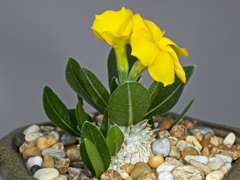 Pachypodium brevicaule 