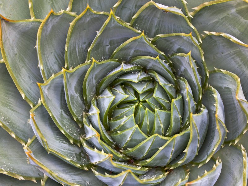 Aloe polyphylla 