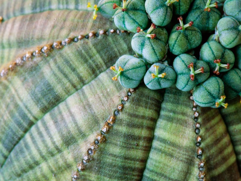 Euphorbia obesa 