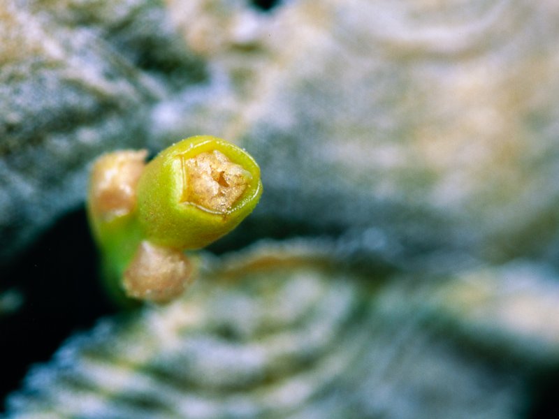 Euphorbia piscidermis 