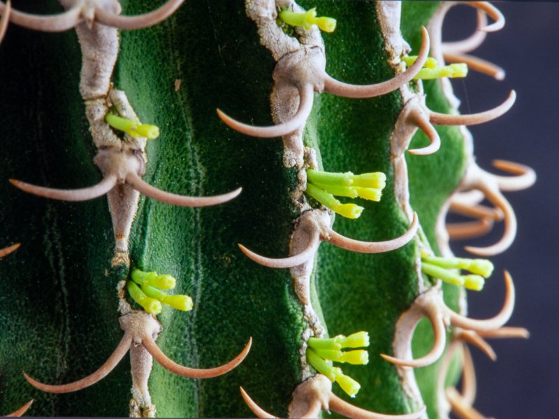 Euphorbia columnaris 