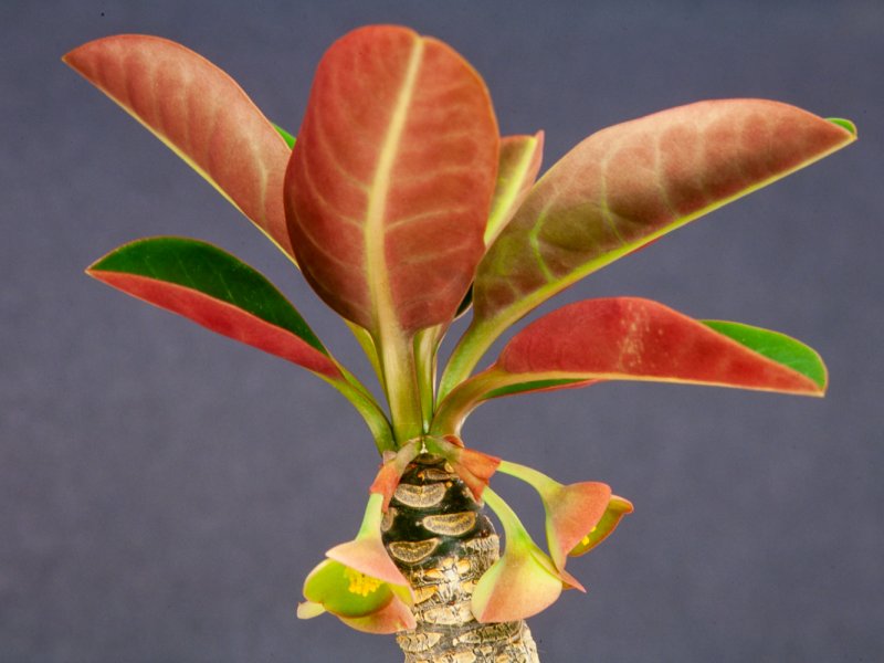 Euphorbia millotii 